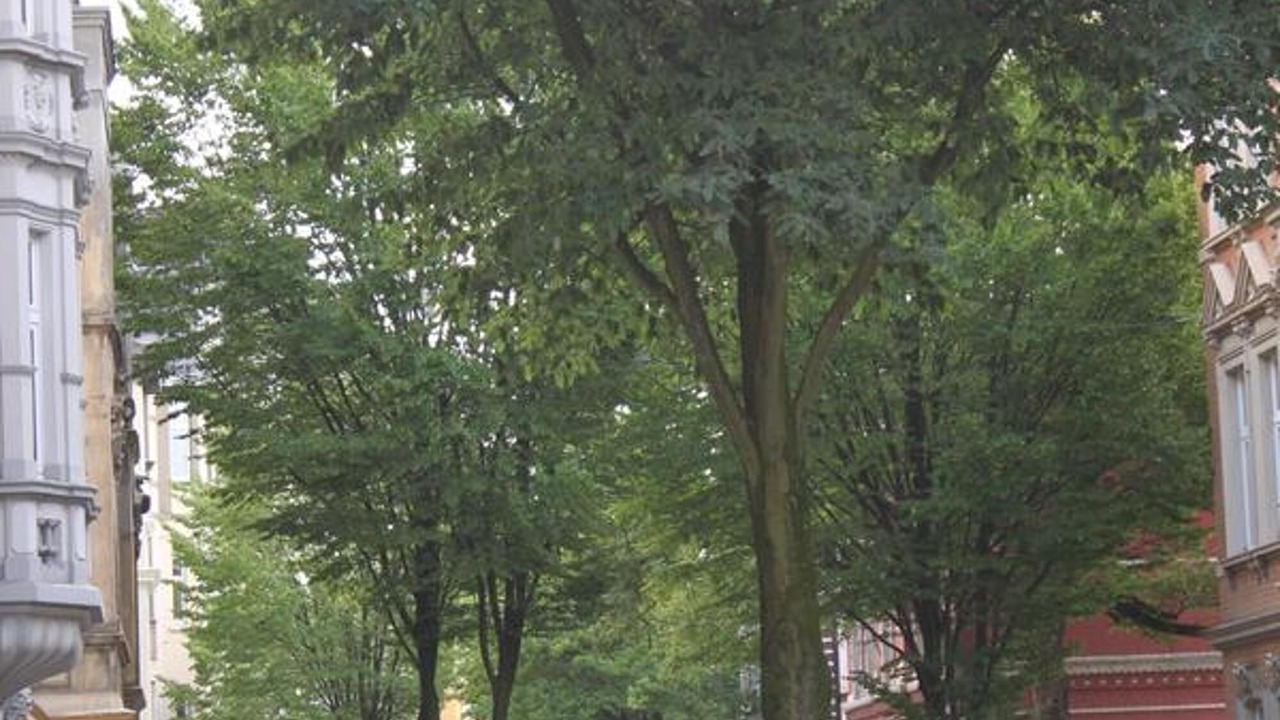 Photo of Others in Wehringhausen