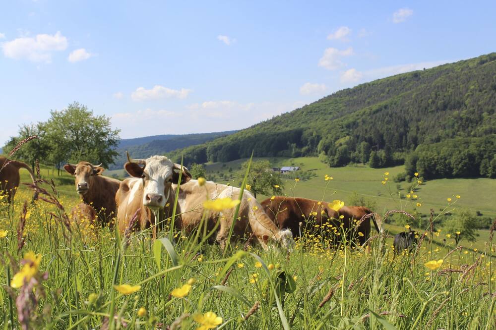 Photo of Outdoor in Seelbach