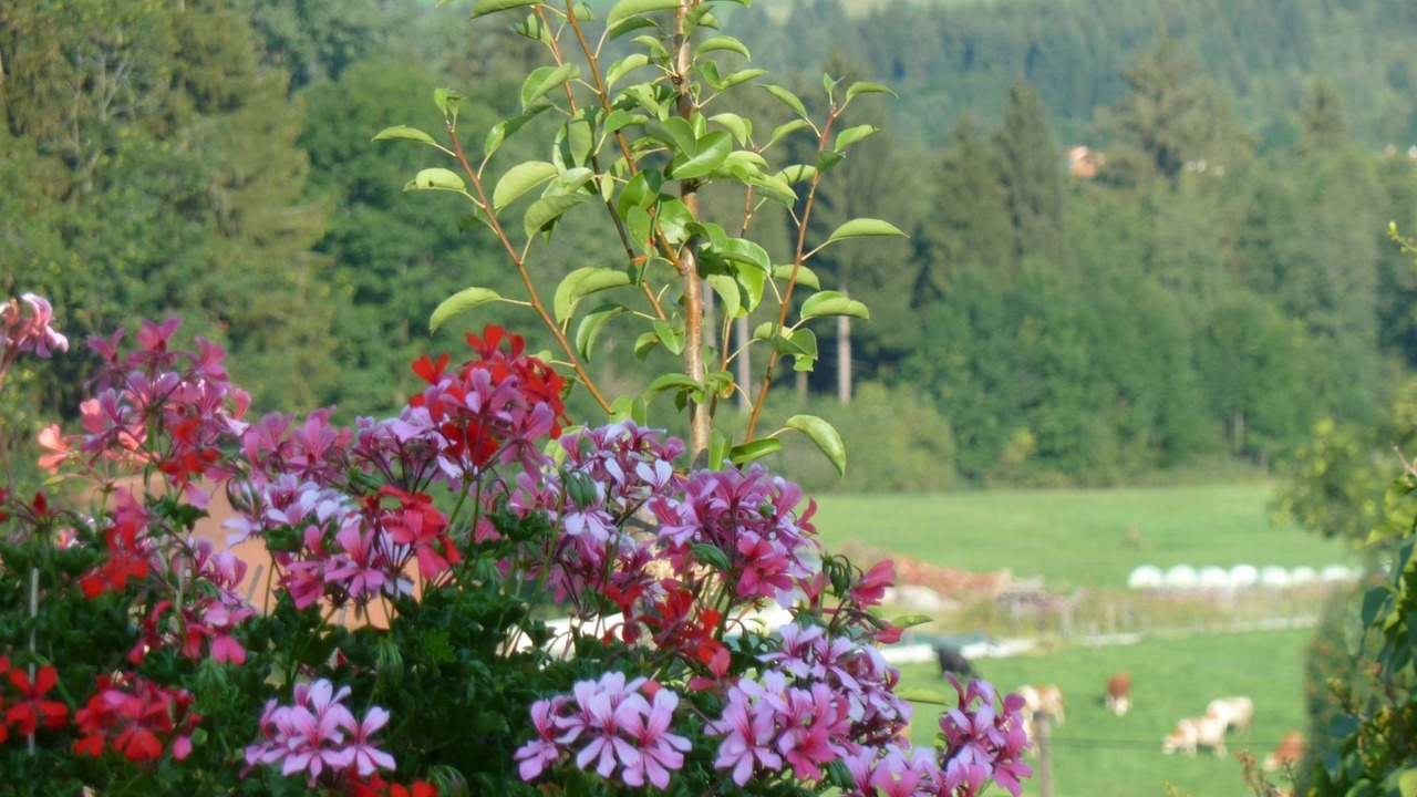 Photo of Outdoor in Sonnen