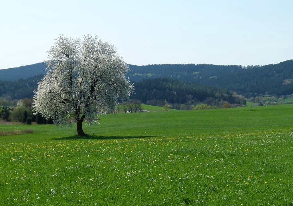 Photo of Others in Blaibach