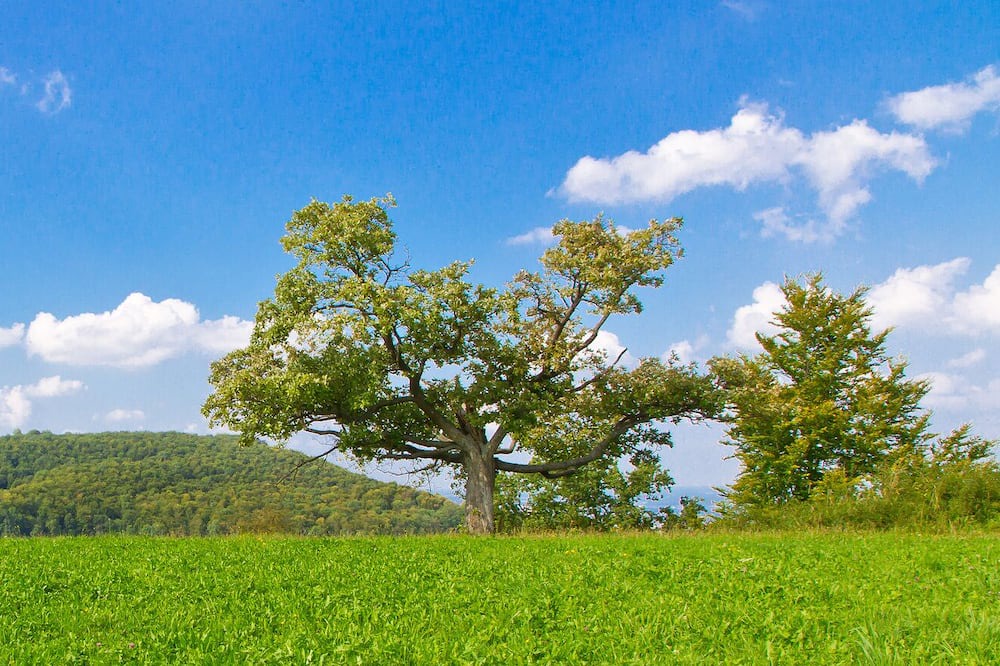 Photo of Outdoor in Robersdorf