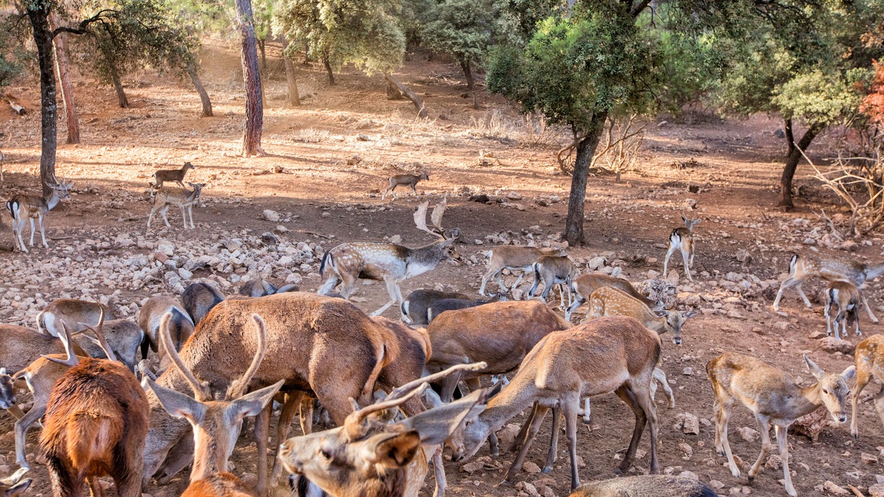 Photo of Others in Santo Tome