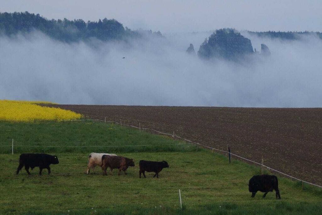 Photo of Others in Reinhardtsdorf-Schoena