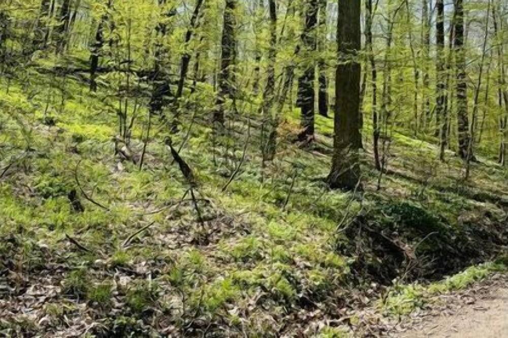 Photo of Others in Frickenfelden