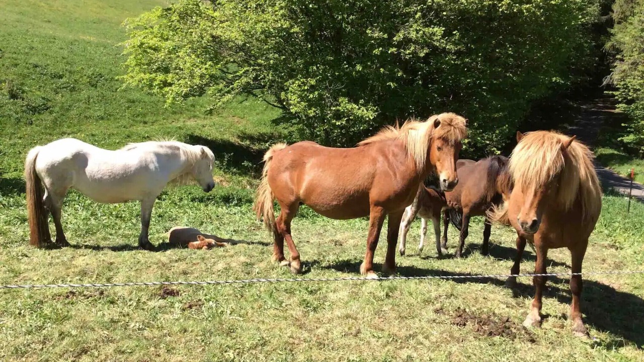 Photo of Others in Wildflecken