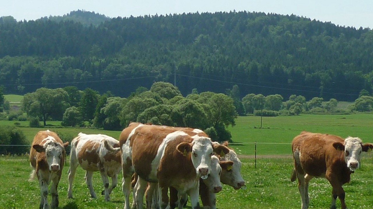 Photo of Others in Waldmuenchen
