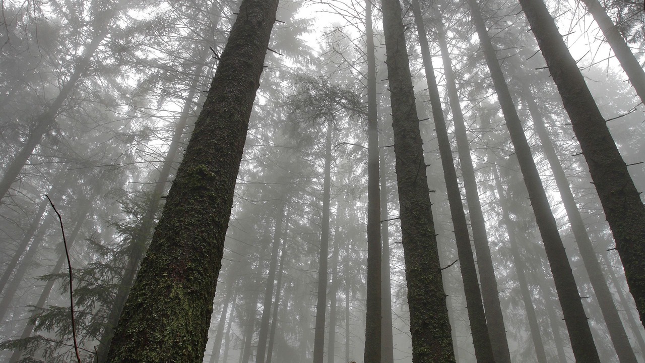 Photo of Outdoor in Furtwangen