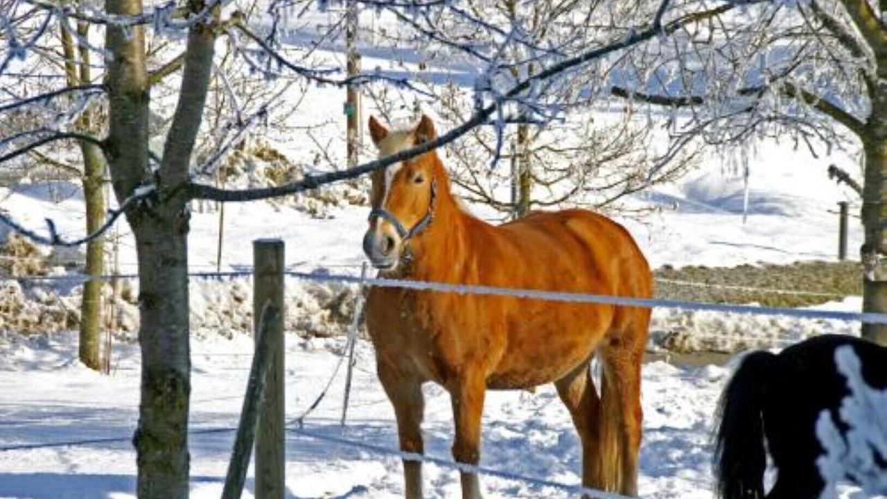Photo of Outdoor in Neukirchen vorm Wald