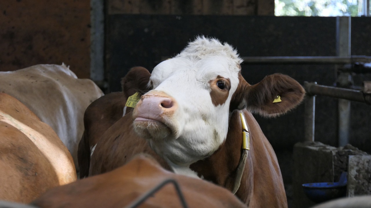Photo of Others in Eggstatt