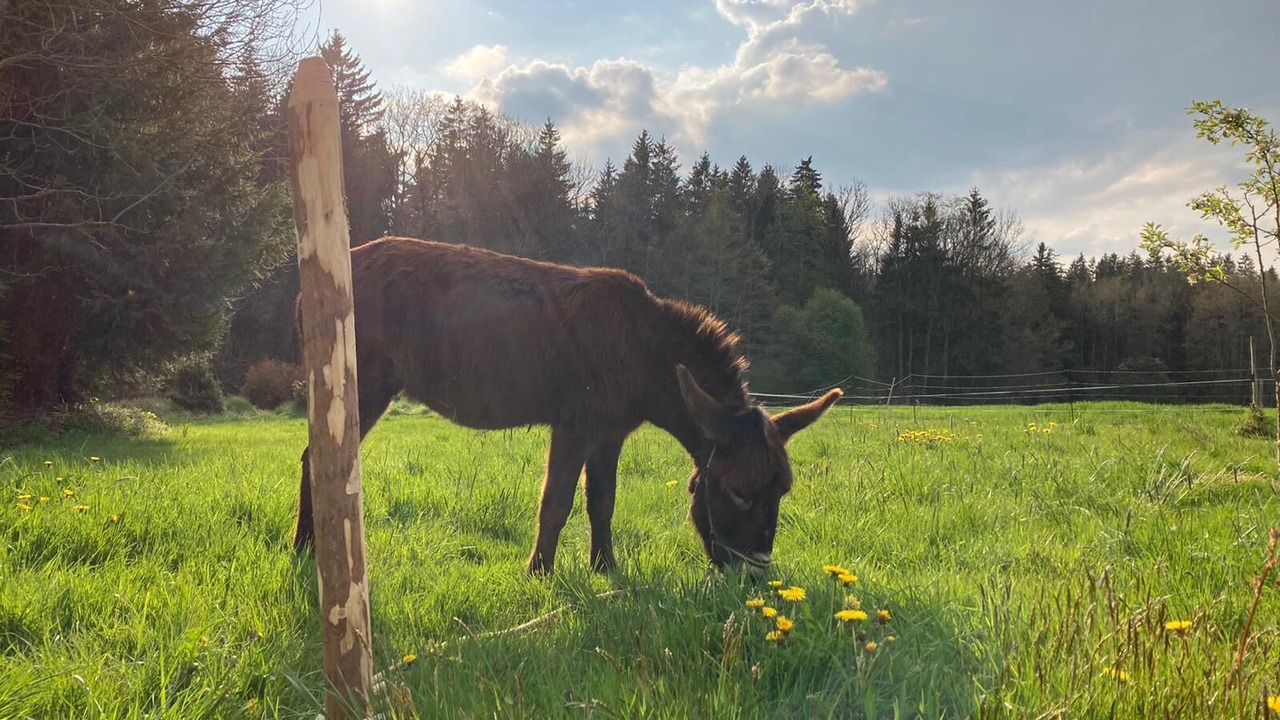 Photo of Outdoor in Unterallgau