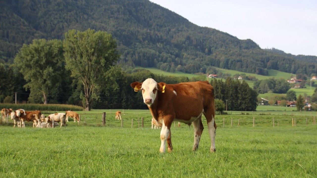 Photo of Others in Inzell