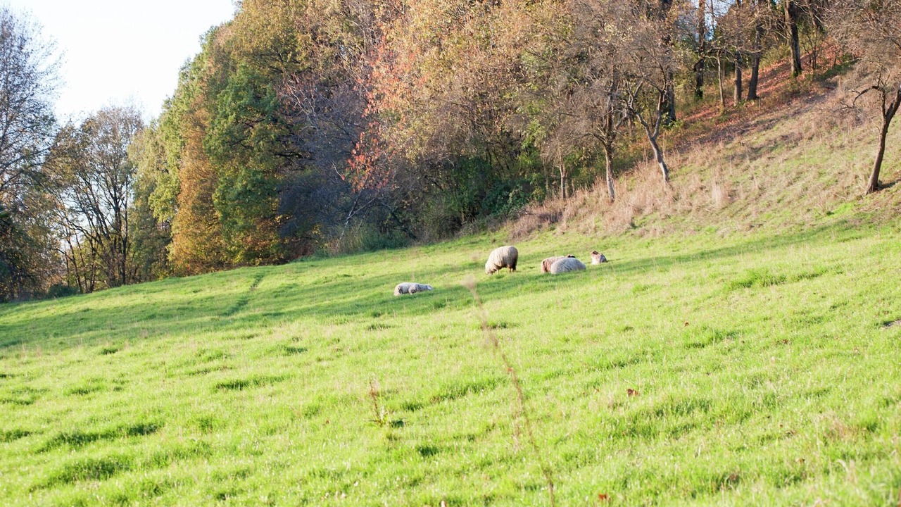 Photo of Others in Weissenburg in Bayern