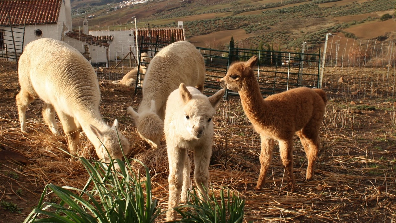 Photo of Others in Antequera
