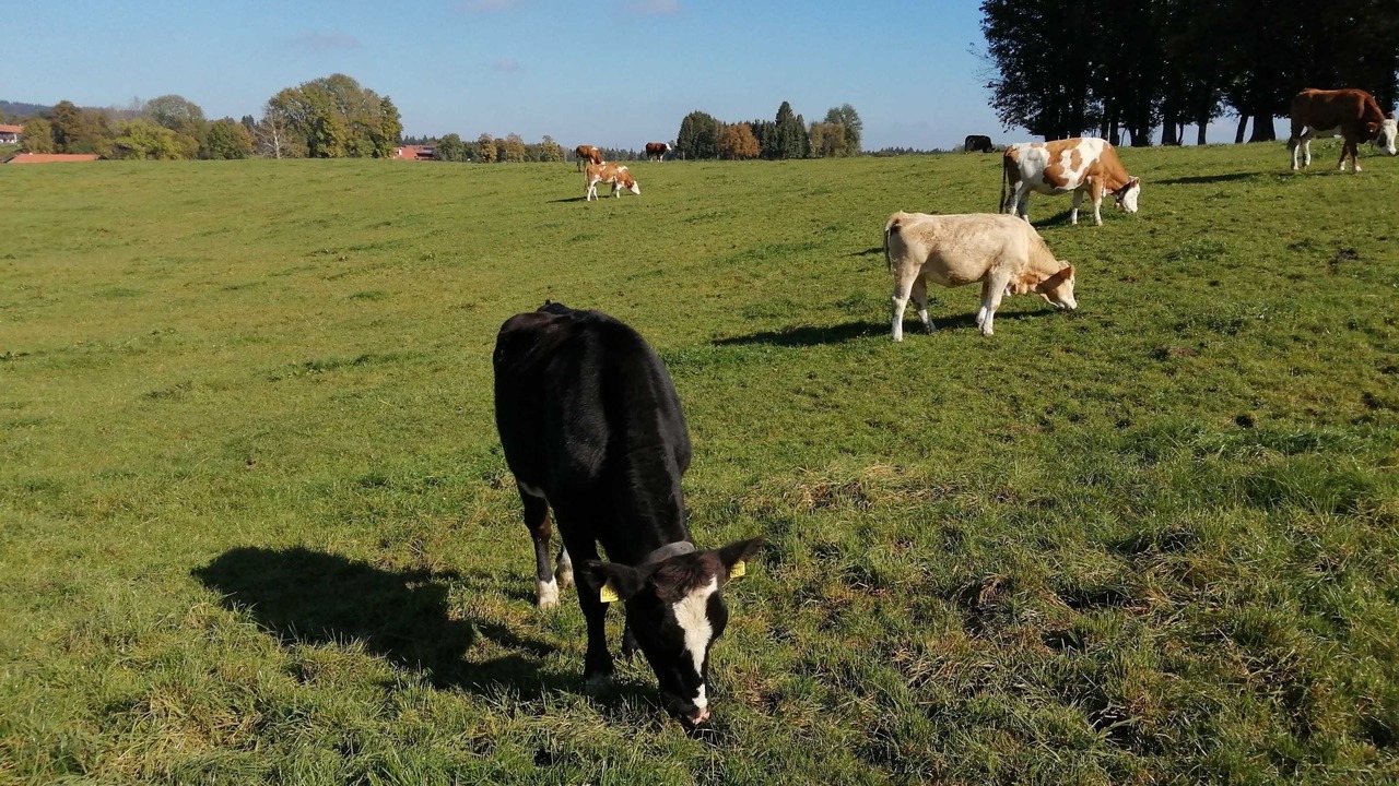 Photo of Others in Warngau