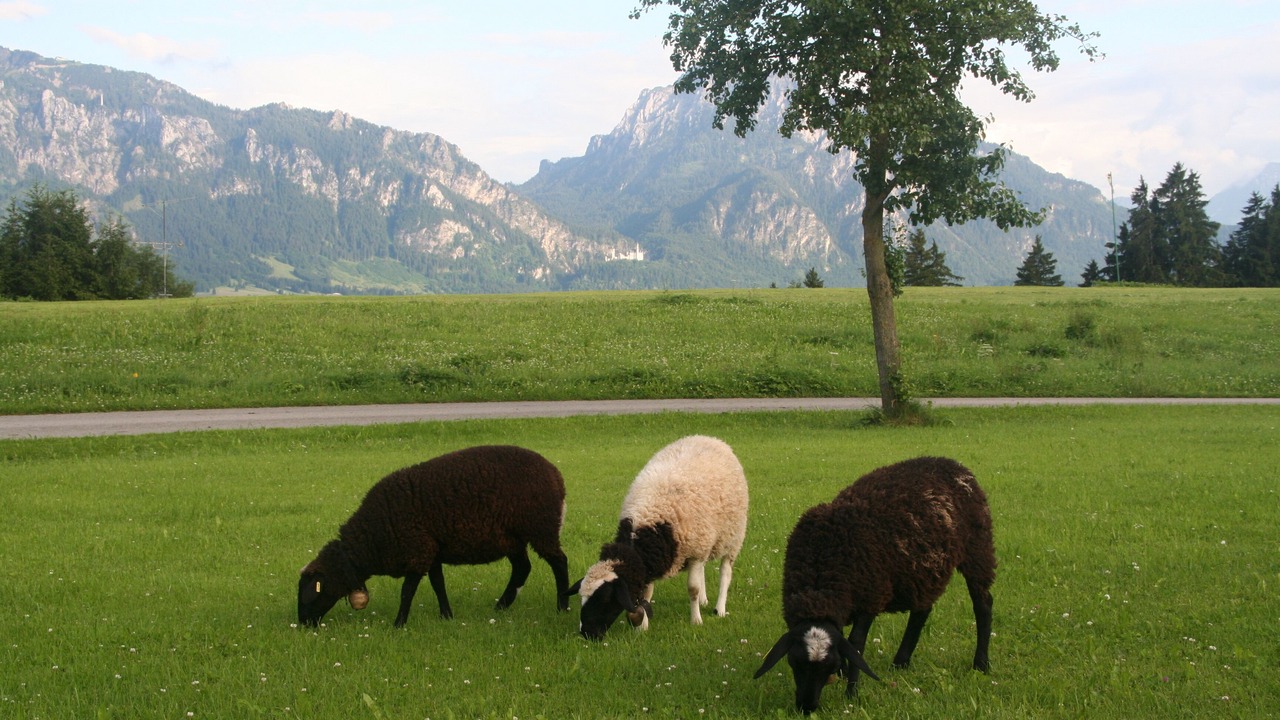 Photo of Outdoor in Rieden am Forggensee