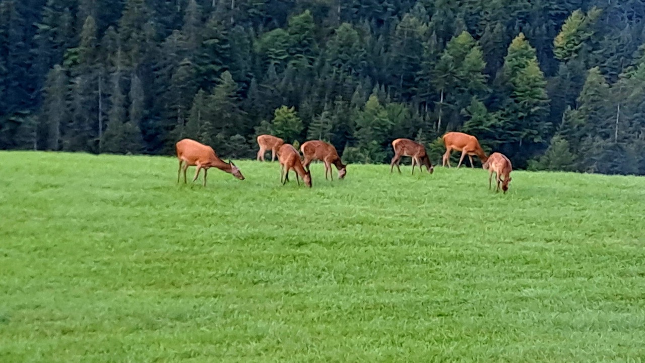 Photo of Others in Nesselwaengle
