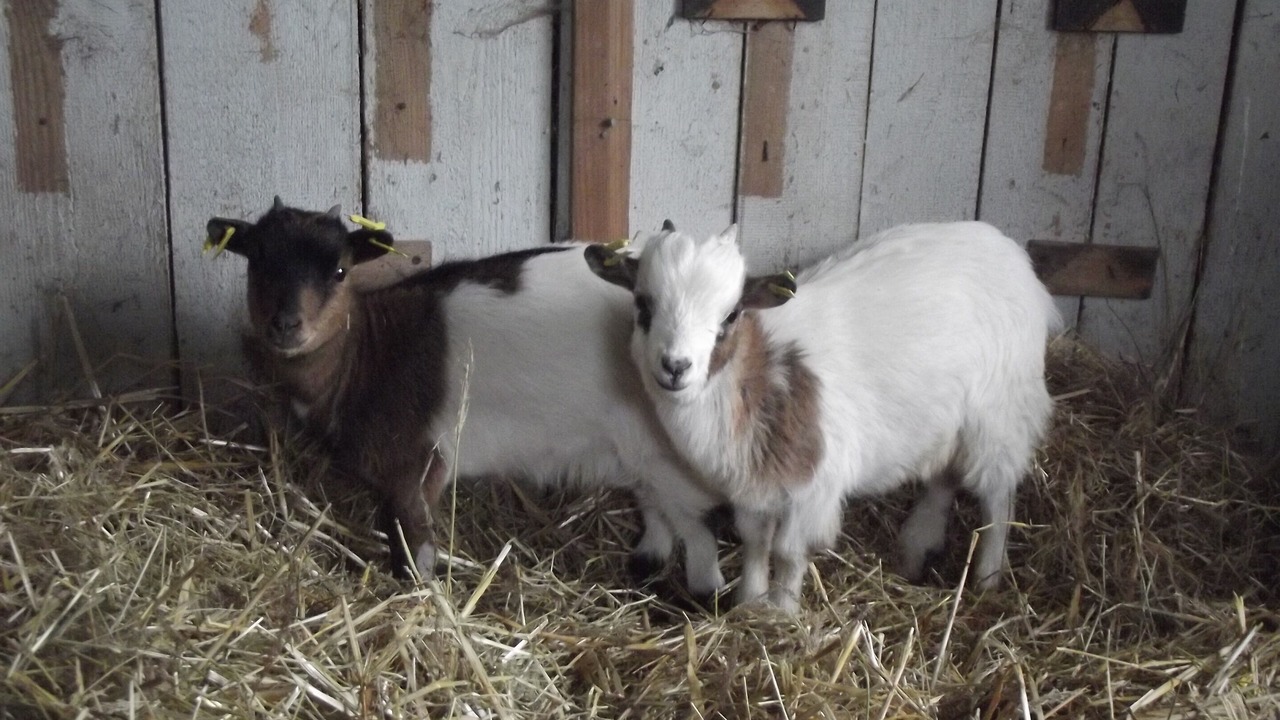 Photo of Others in Hinterhermsdorf