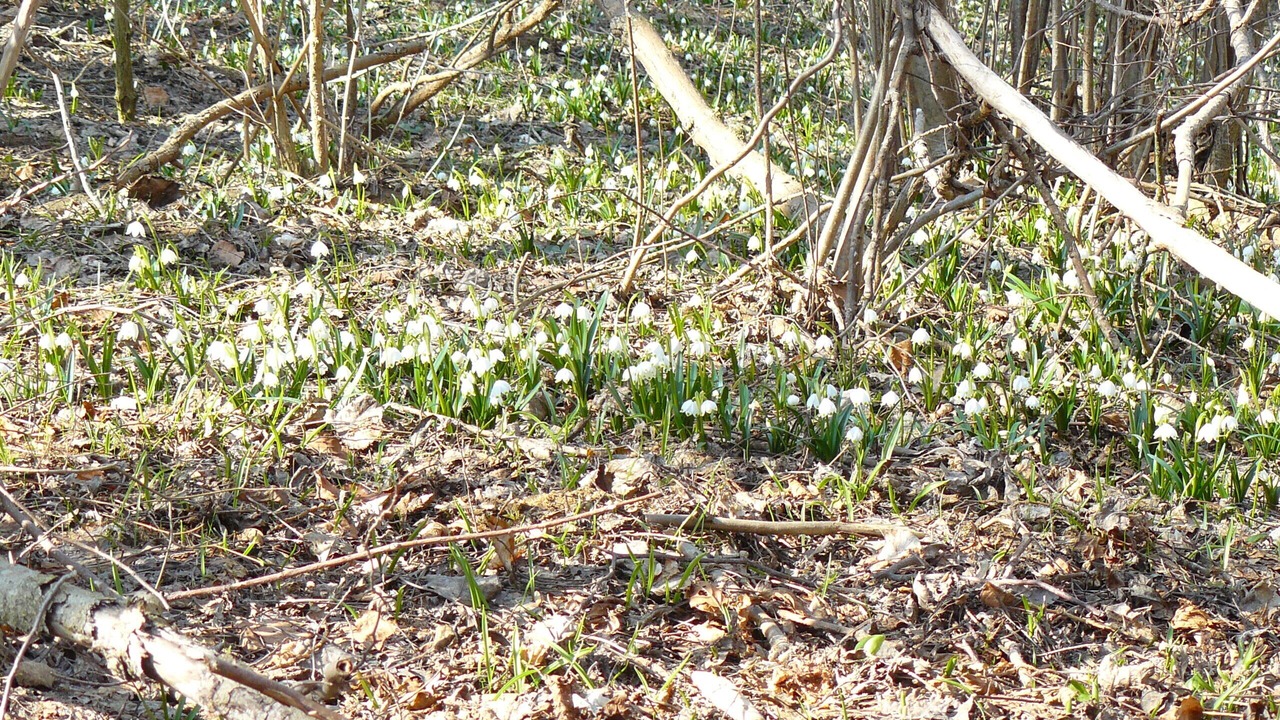 Photo of Outdoor in Pfofeld