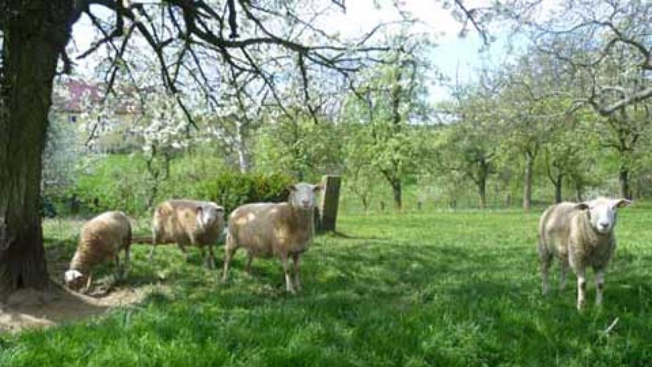 Photo of Outdoor in Duerrroehrsdorf-Dittersbach
