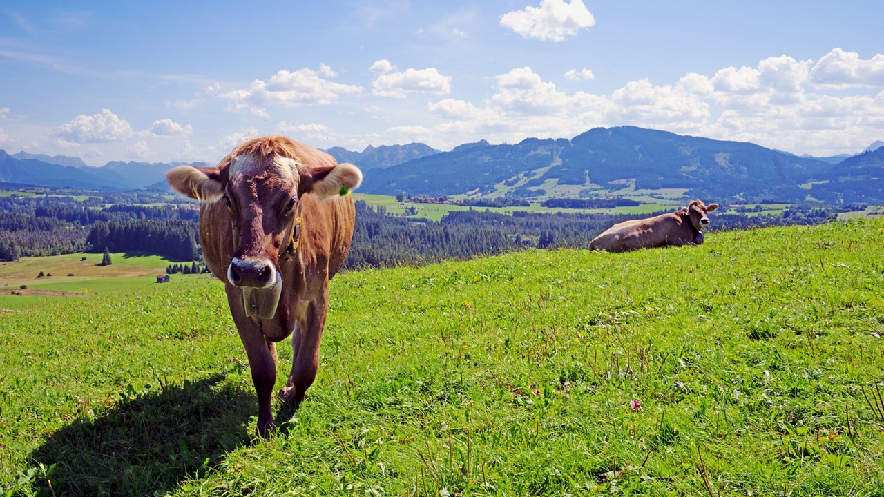 Photo of Others in Oy-Mittelberg