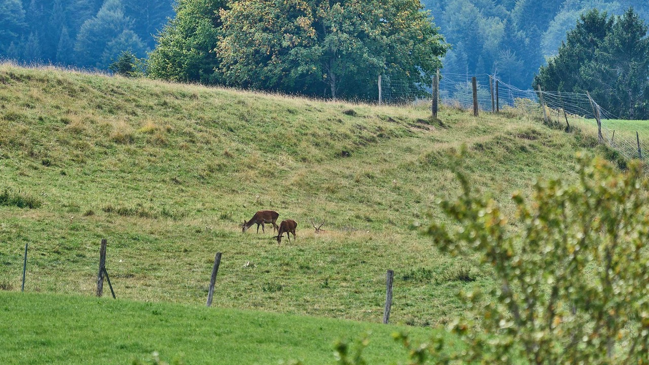 Photo of Others in Fischbachau
