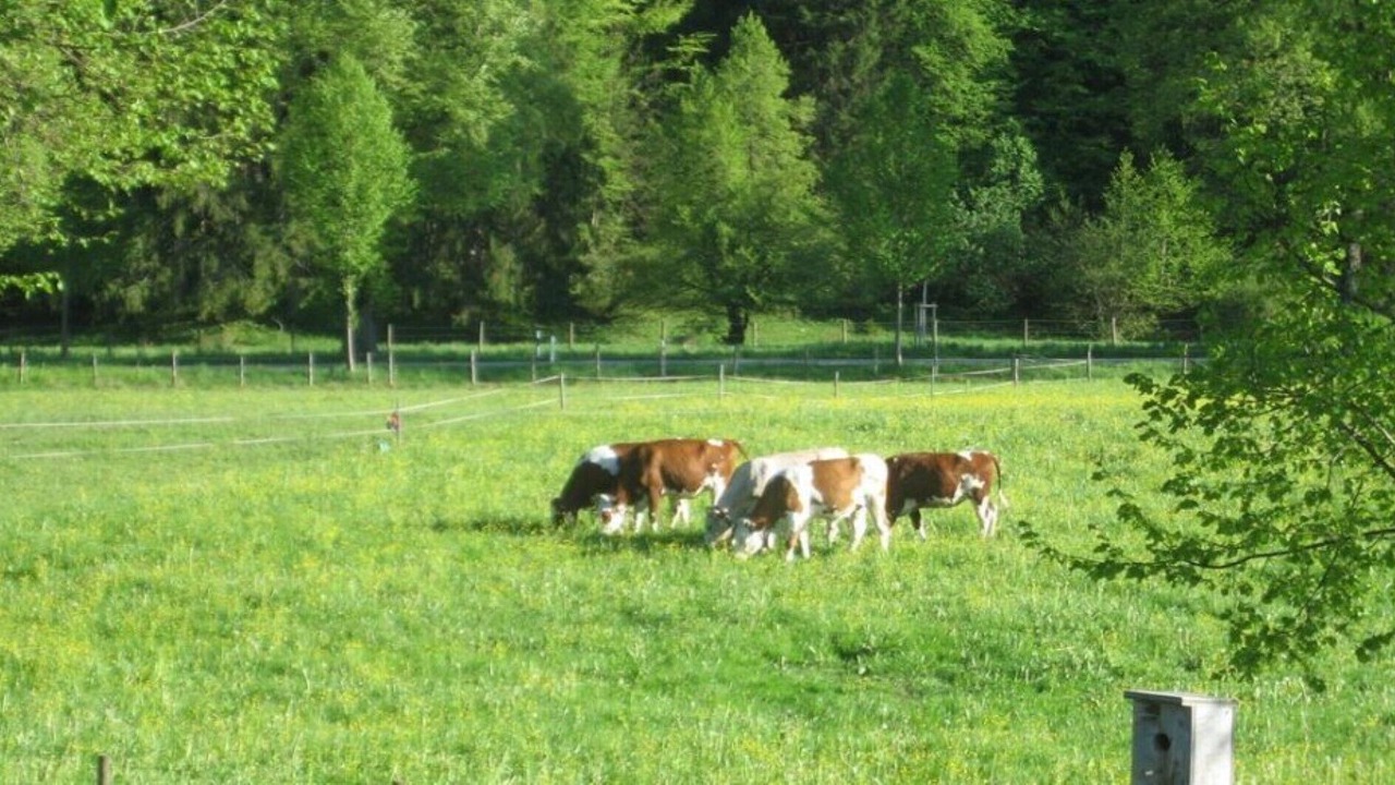 Photo of Outdoor in Schwangau
