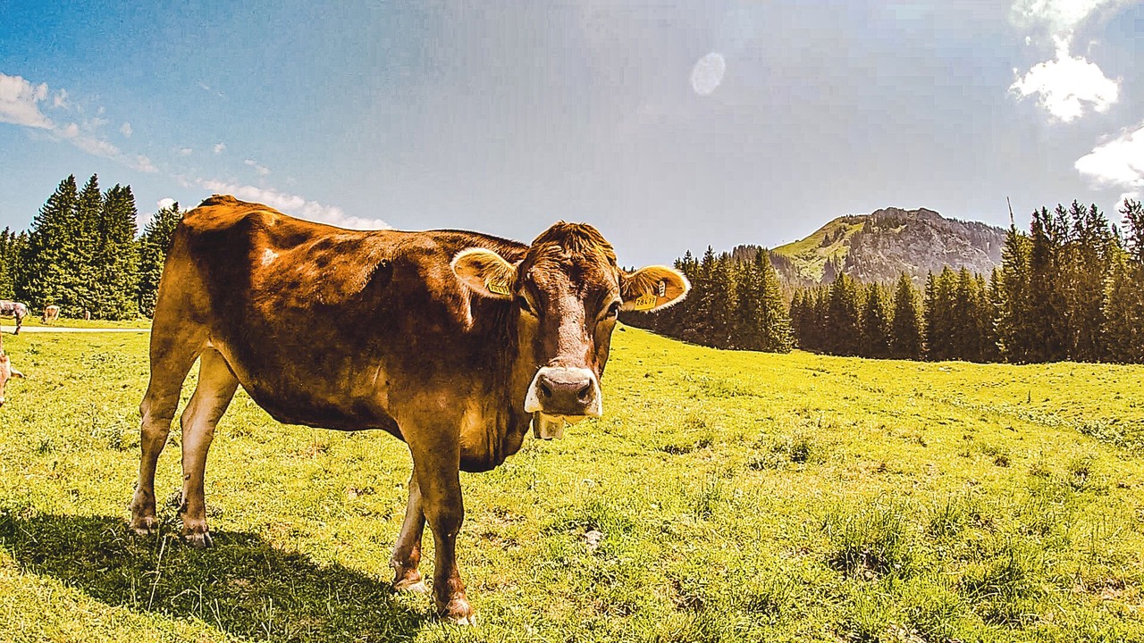 Photo of Others in Oy-Mittelberg