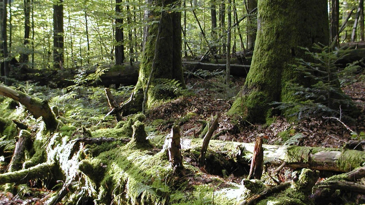 Photo of Outdoor in Neuschoenau