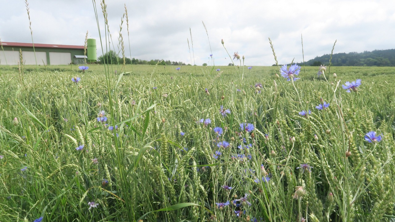 Photo of Outdoor in Stockach