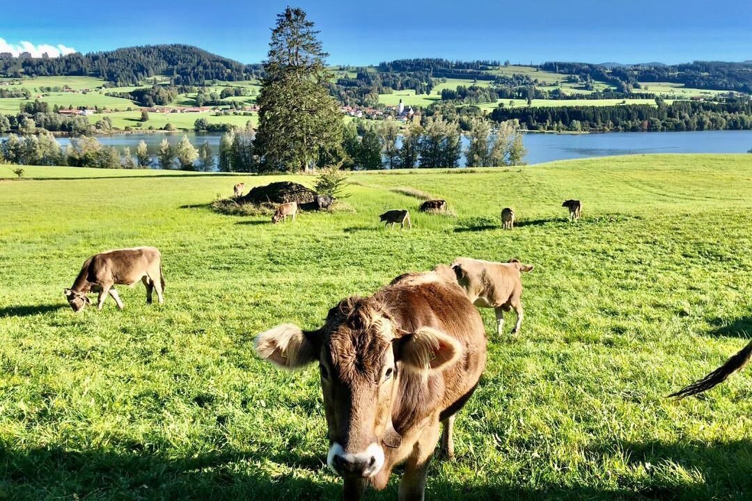 Photo of Outdoor in Sulzberg