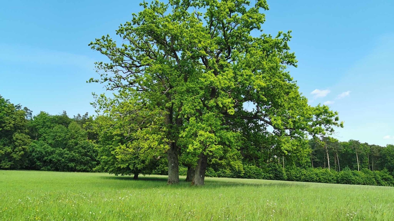Photo of Outdoor in Sondheim