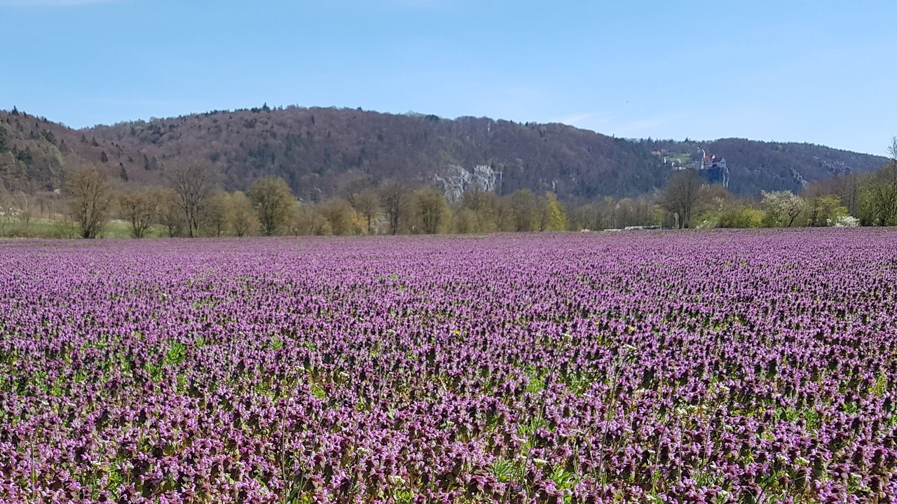 Photo of Outdoor in Prunn