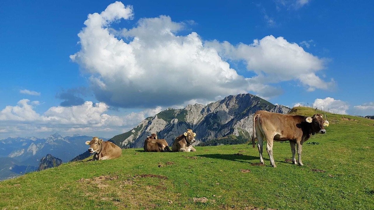 Photo of Outdoor in Halblech
