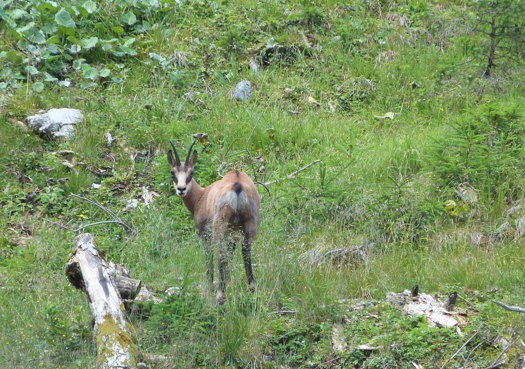 Photo of Others in Mittenwald