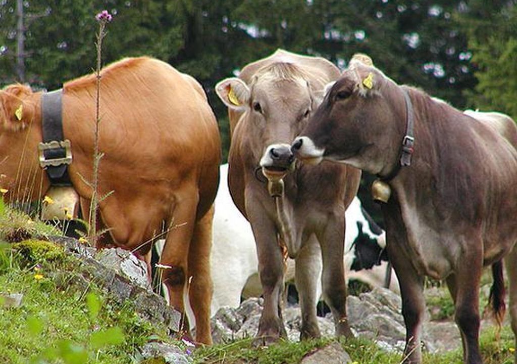 Photo of Others in Oy-Mittelberg