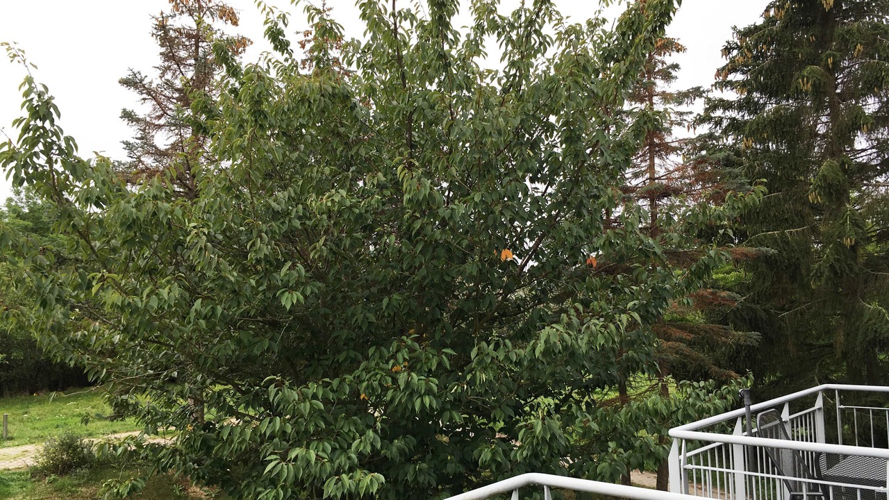 Photo of Outdoor in Mahlzow