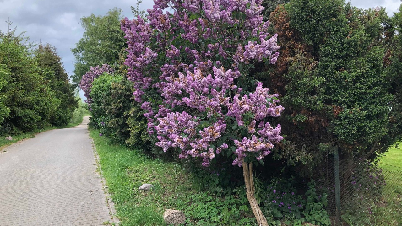 Photo of Outdoor in Gollwitz