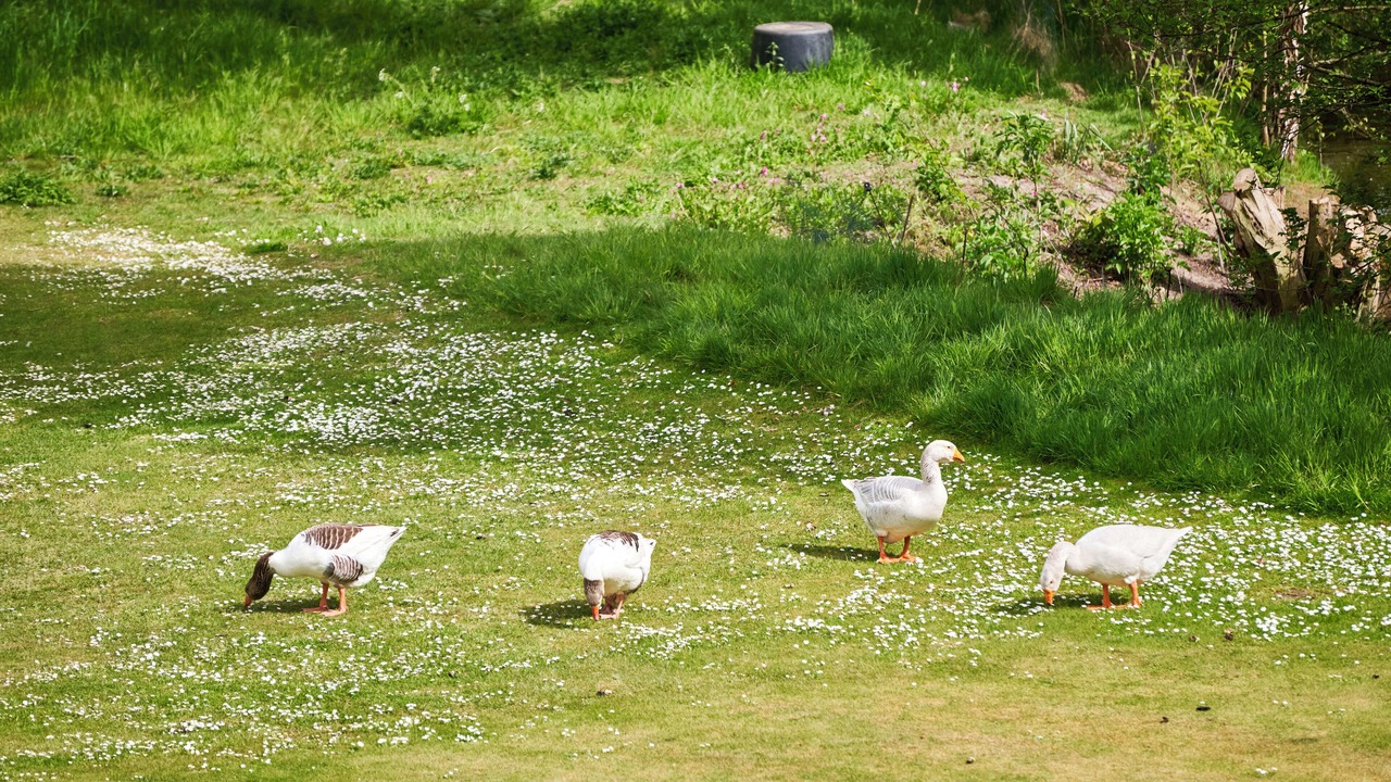 Photo of Others in Bad Bentheim