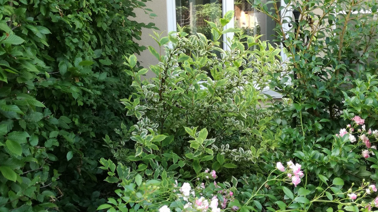 Photo of Outdoor in Buggingen