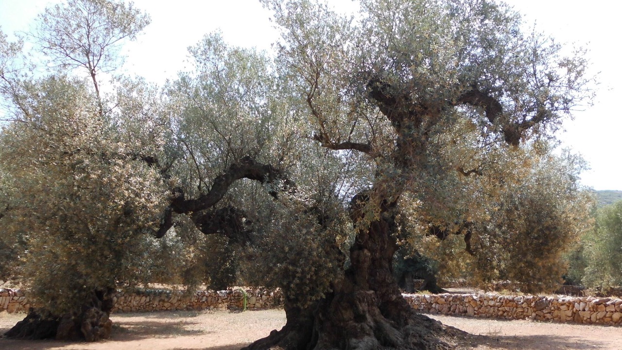 Photo of Outdoor in Calig