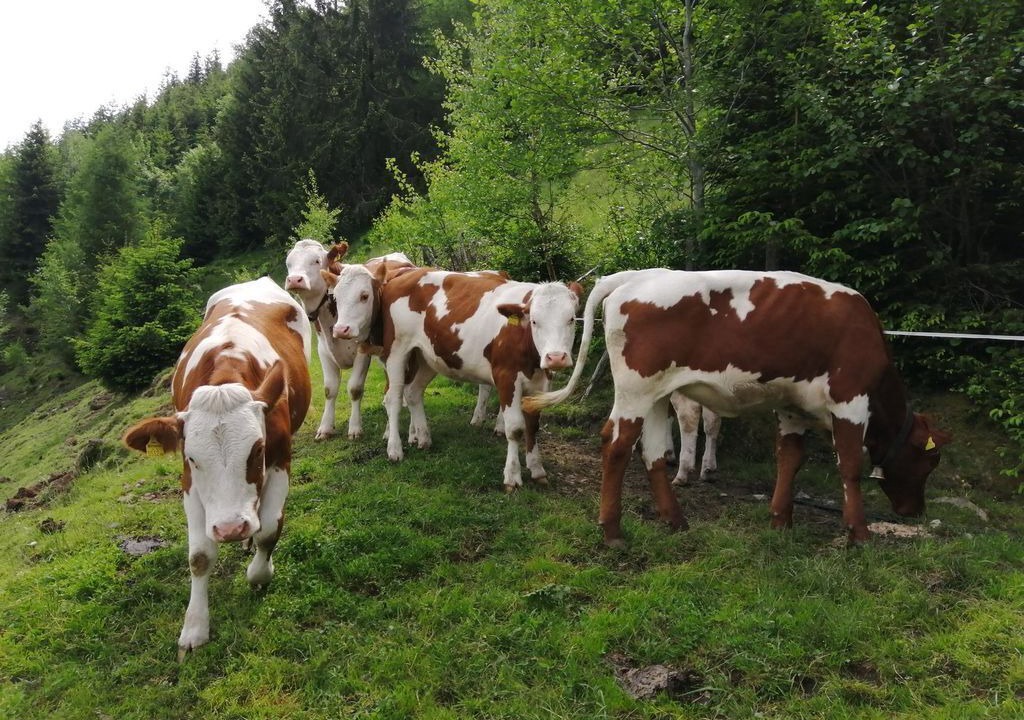 Photo of Others in Mittersill