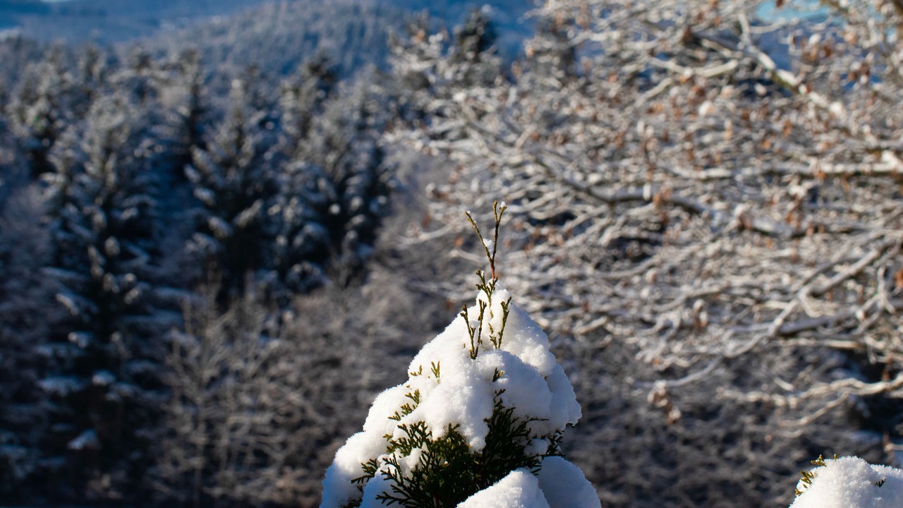 Photo of Others in Haus im Wald
