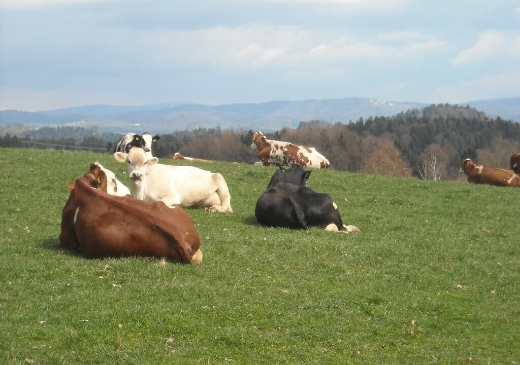 Photo of Outdoor in Witzmannsberg