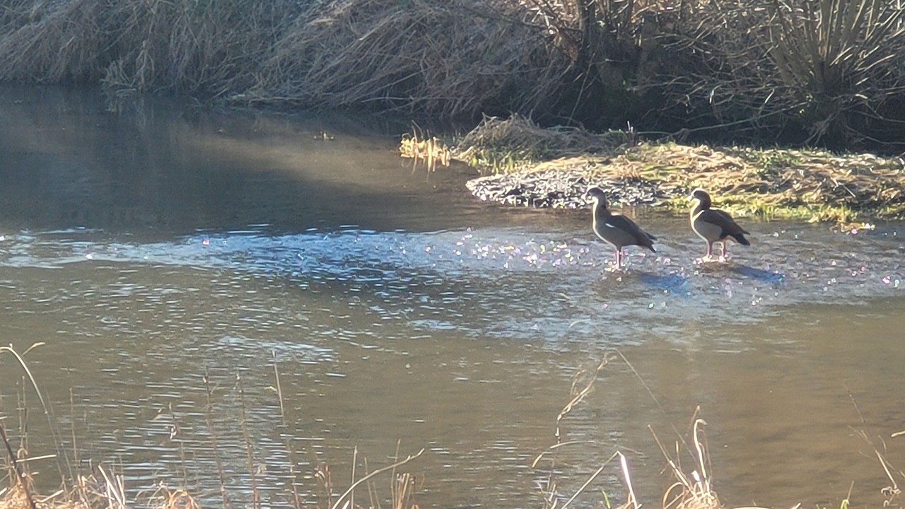 Photo of Others in Halver