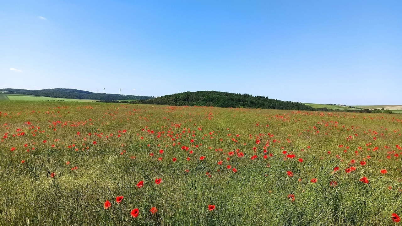 Photo of Outdoor in Tauberbischofsheim