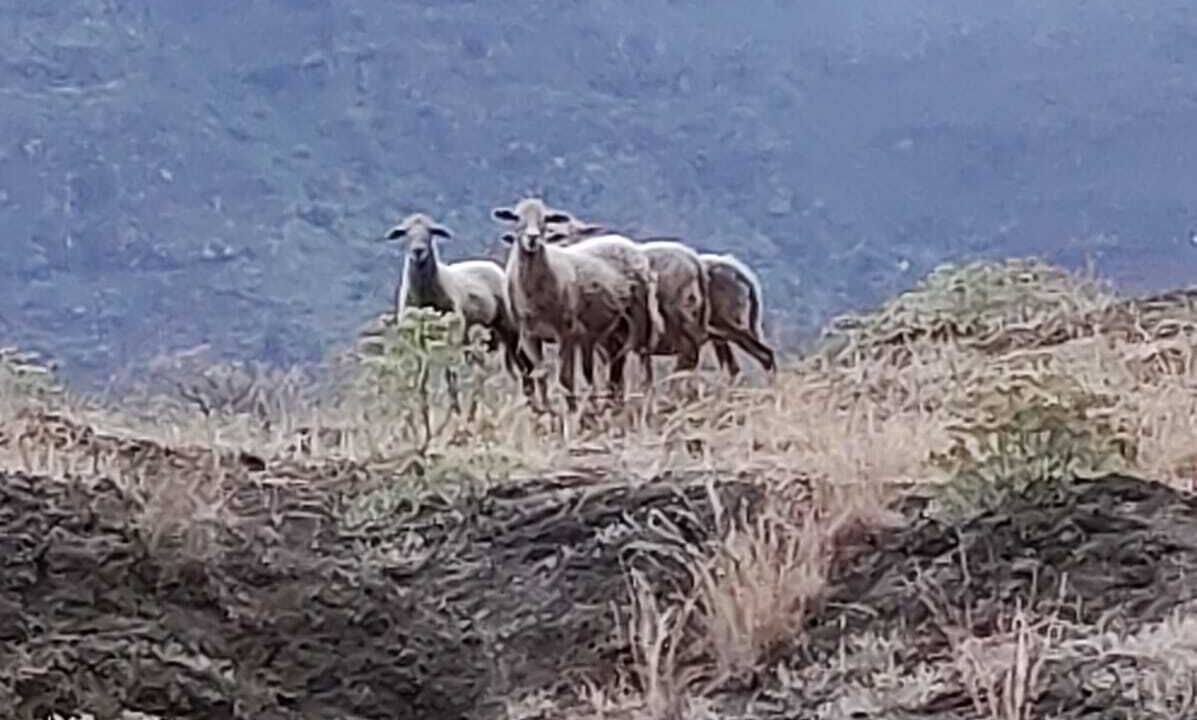 Photo of Others in Hermigua