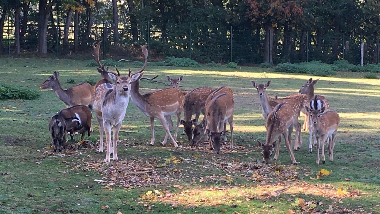 Photo of Others in Meppen