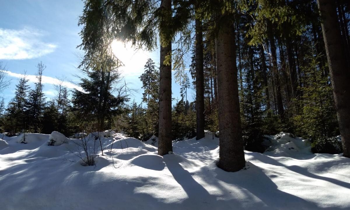 Photo of Outdoor in Regenhutte