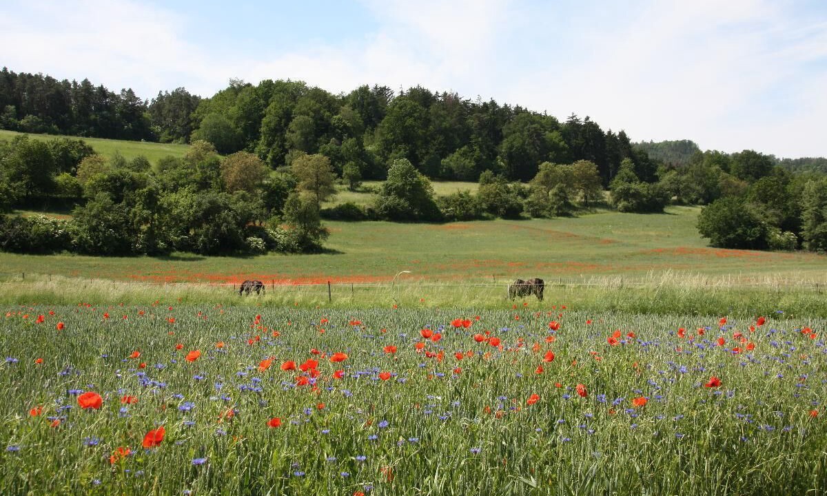 Photo of Others in Staffelstein