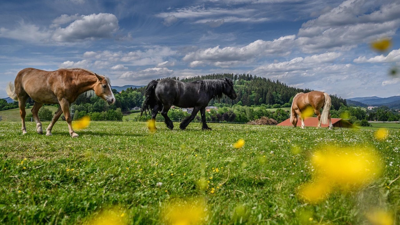 Photo of Outdoor in Barnzell